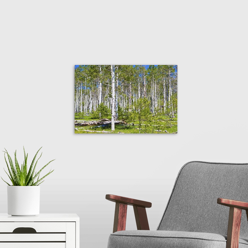 A modern room featuring Aspen grove (Populus tremuloides) near Zion National park, upper Kolob Plateau, The Kolob Reservo...