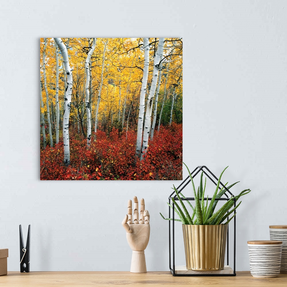 A bohemian room featuring Aspen In Autumn At Uinta National Forest