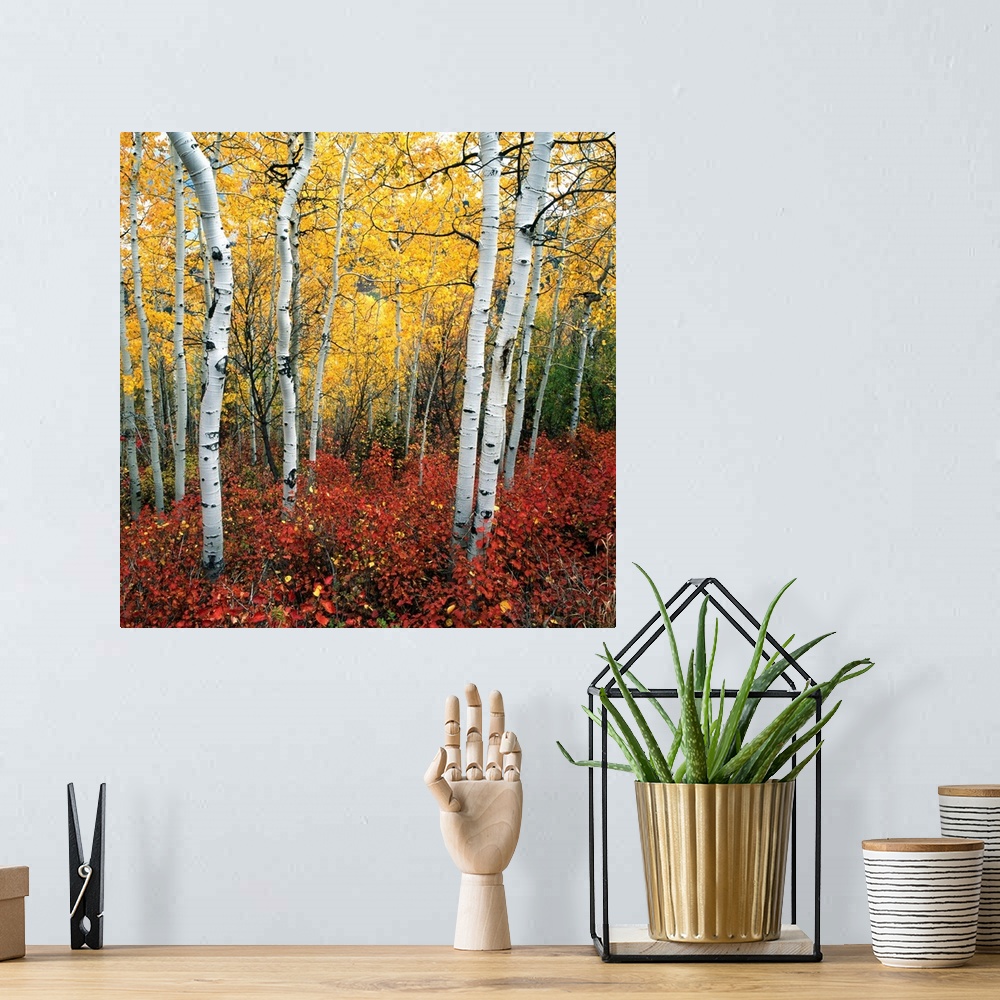A bohemian room featuring Aspen In Autumn At Uinta National Forest