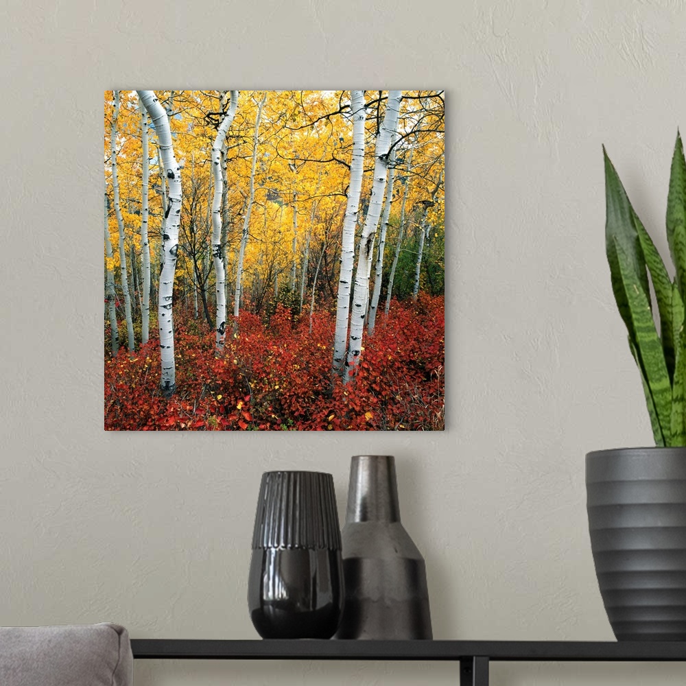 A modern room featuring Aspen In Autumn At Uinta National Forest