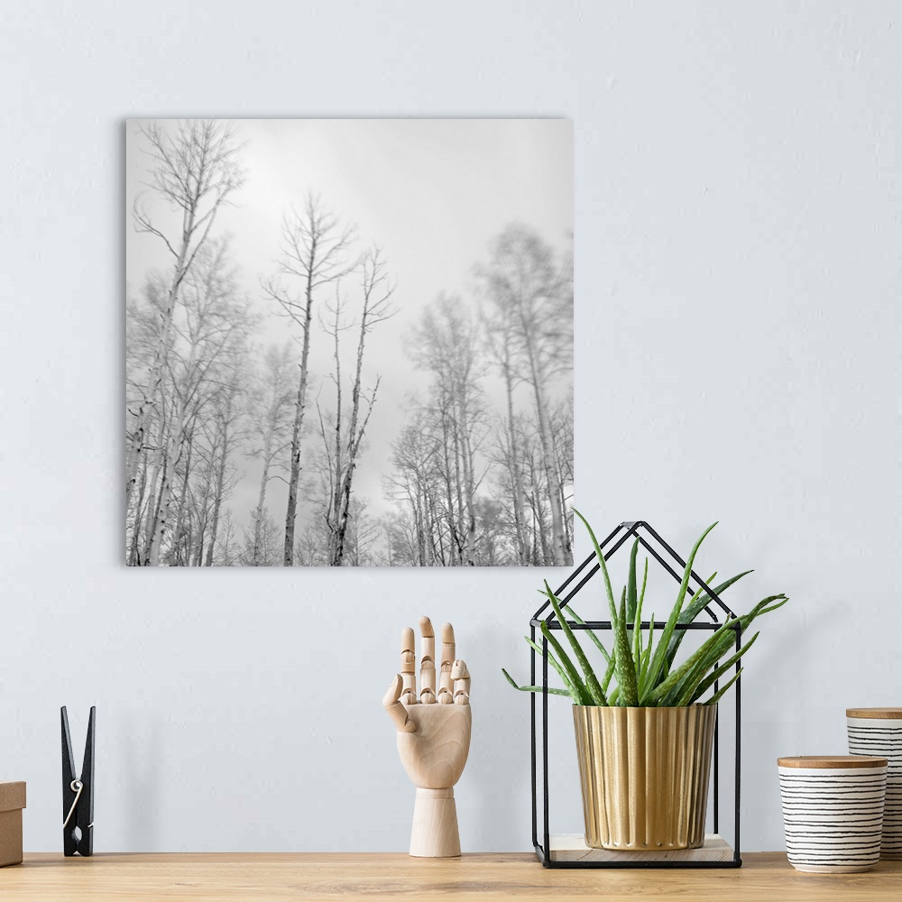 A bohemian room featuring A long-exposure photography of aspen trees blowing in the wind in the mountains above Santa Fe, N...