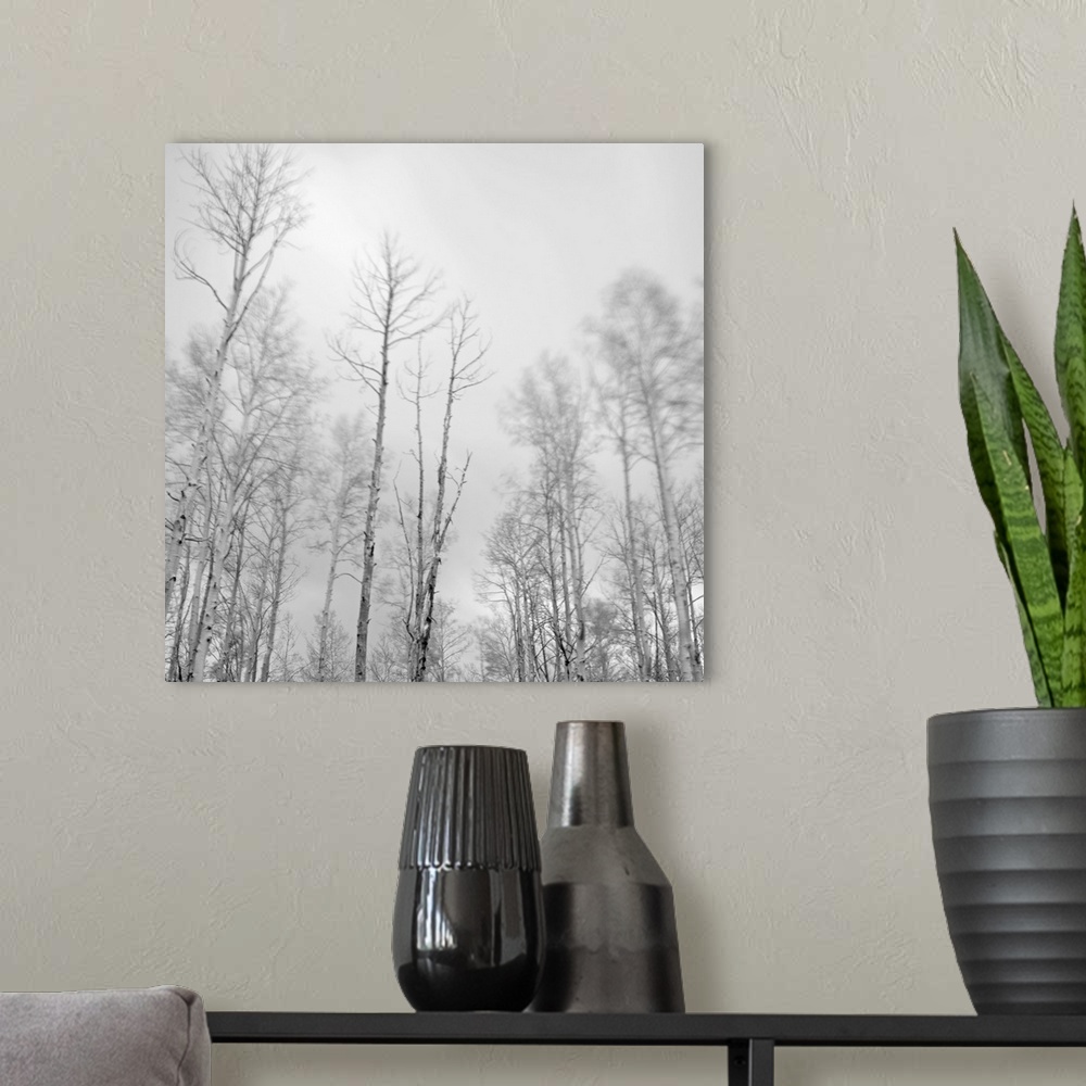 A modern room featuring A long-exposure photography of aspen trees blowing in the wind in the mountains above Santa Fe, N...