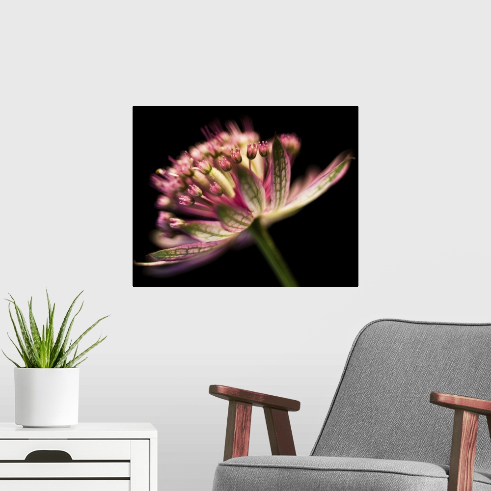 A modern room featuring Astrantia flower on black background.