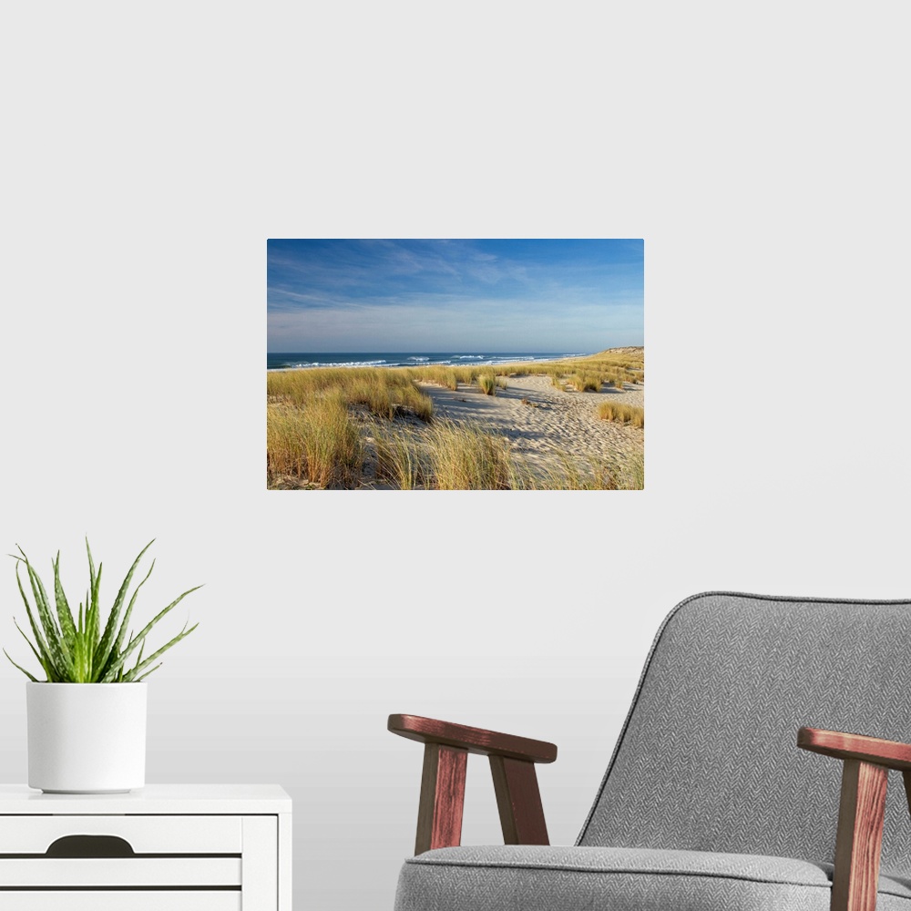 A modern room featuring Huge photograph taken from a shoreline of France displays streaks of high grass spread throughout...