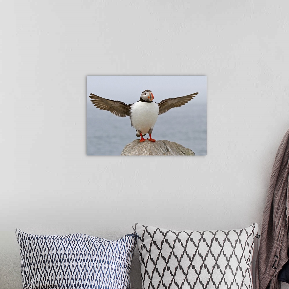 A bohemian room featuring Atlantic Puffin stretching its wings.
