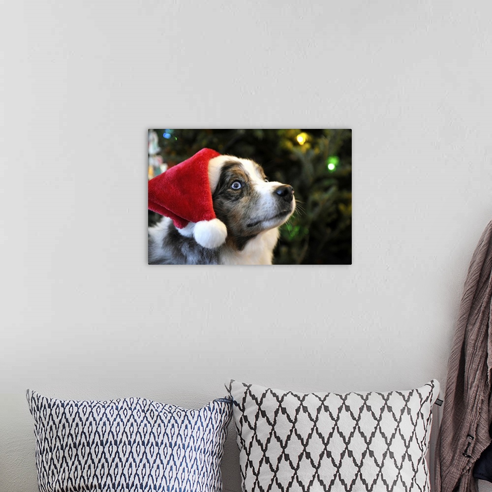 A bohemian room featuring Australian Shepherd dog Aussie in Santa Hat for Christmas