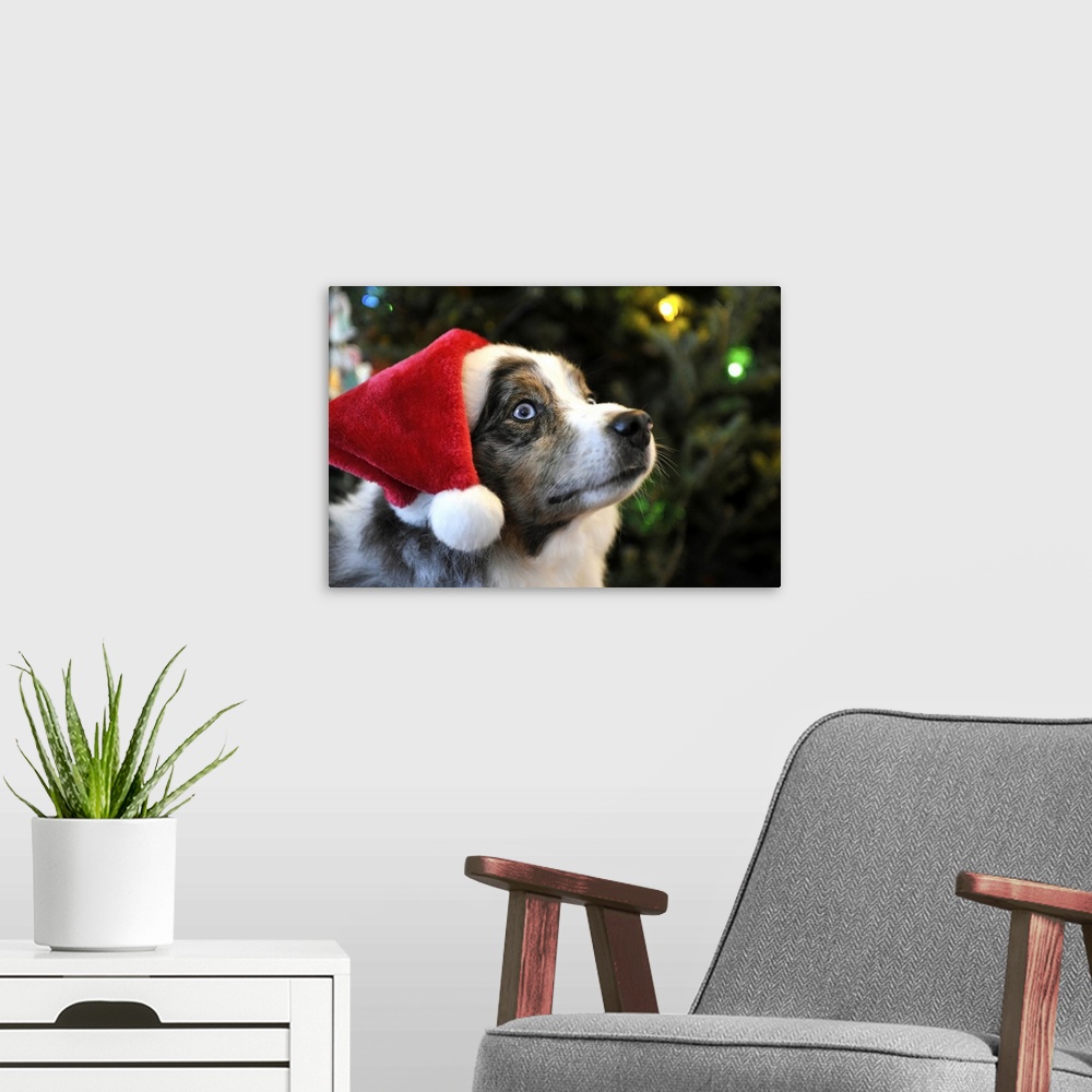 A modern room featuring Australian Shepherd dog Aussie in Santa Hat for Christmas