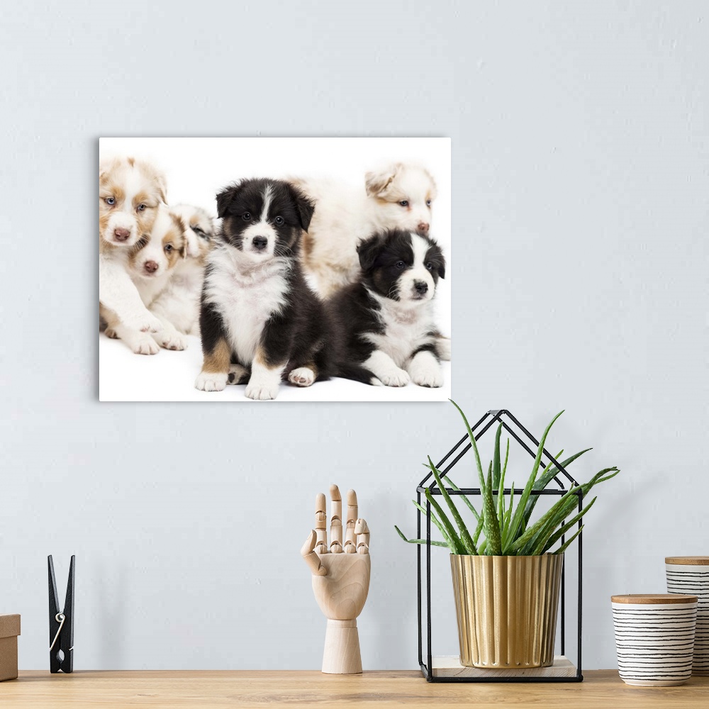 A bohemian room featuring Australian Shepherd puppies (6 weeks old) sitting and lying