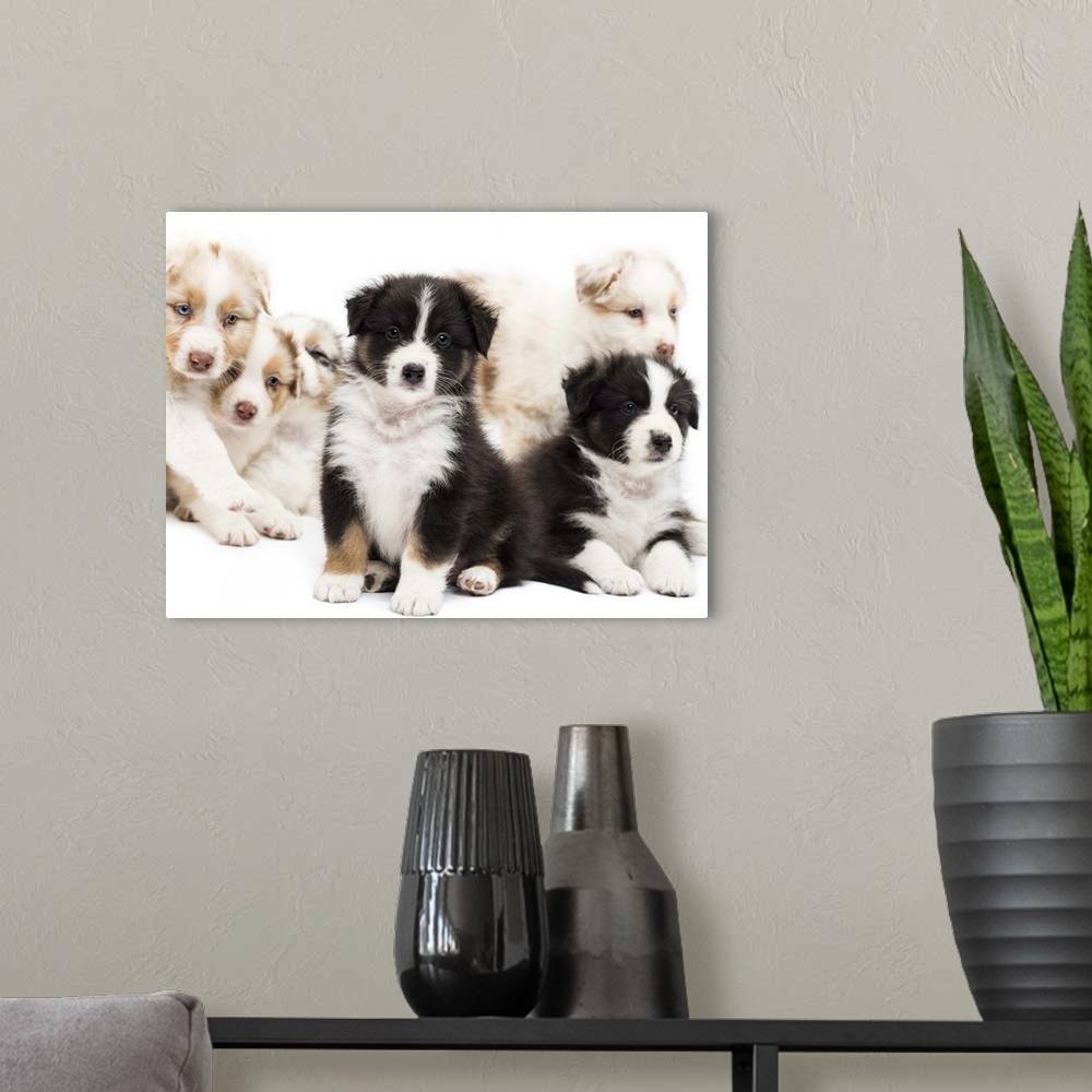A modern room featuring Australian Shepherd puppies (6 weeks old) sitting and lying