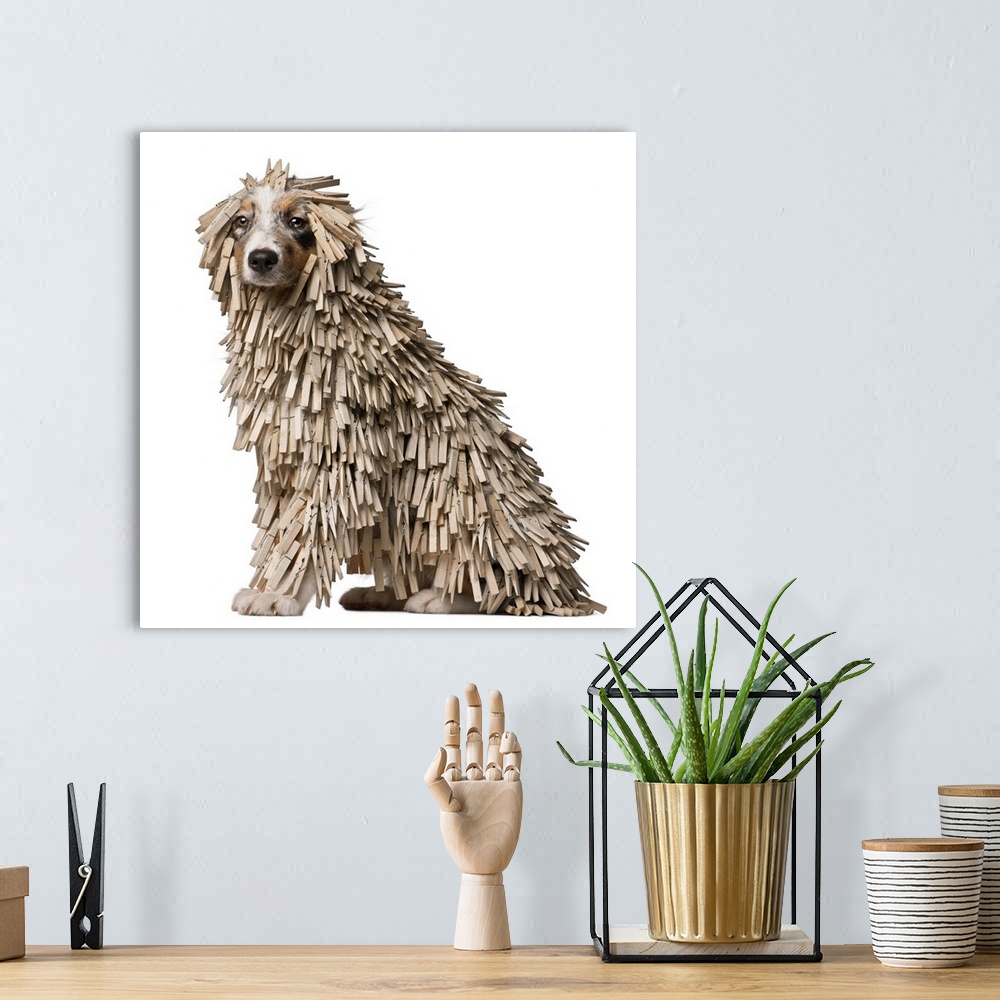 A bohemian room featuring Australian Shepherd puppy full of Clothespin (5 months old)