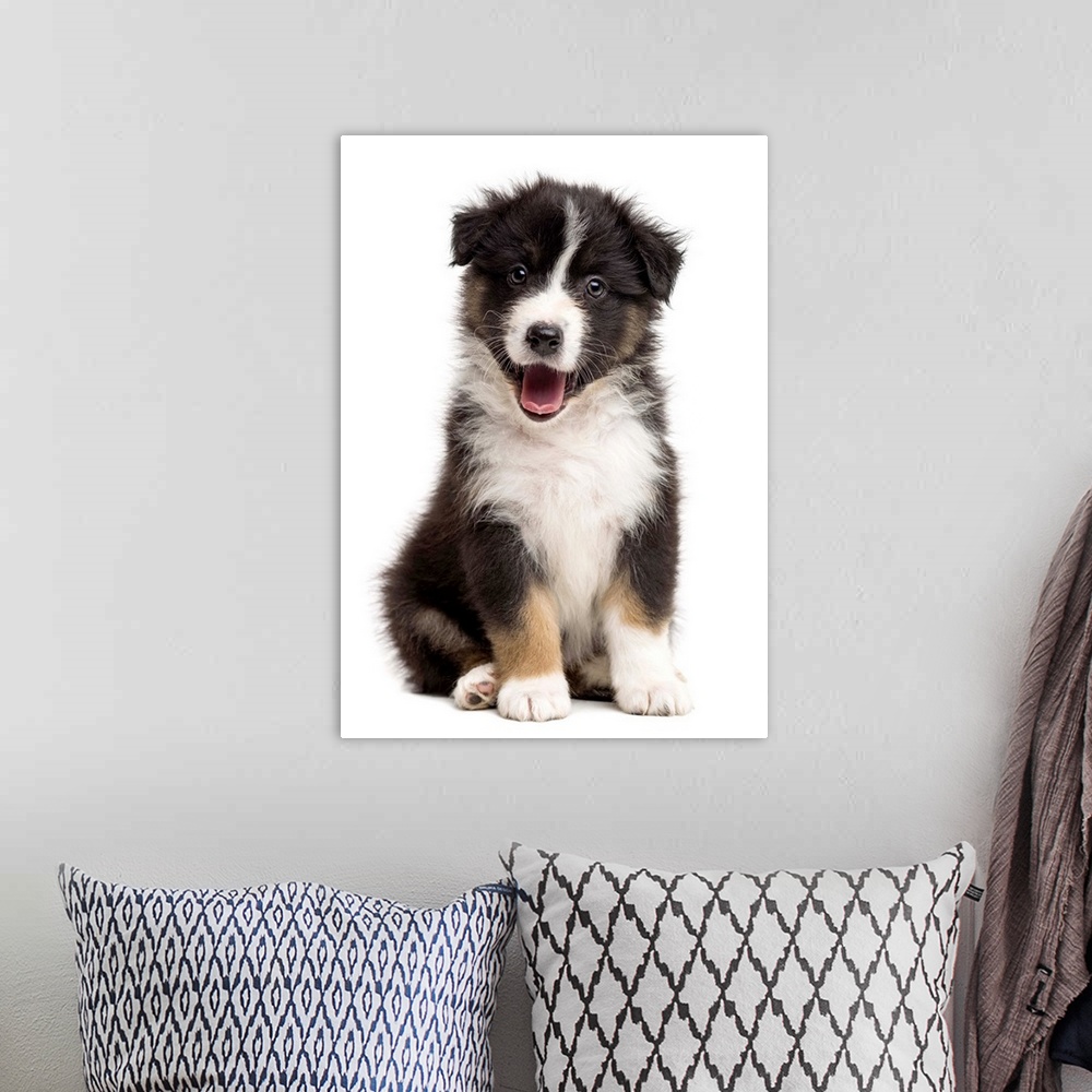 A bohemian room featuring Happy Australian Shepherd puppy sitting and looking at the camera