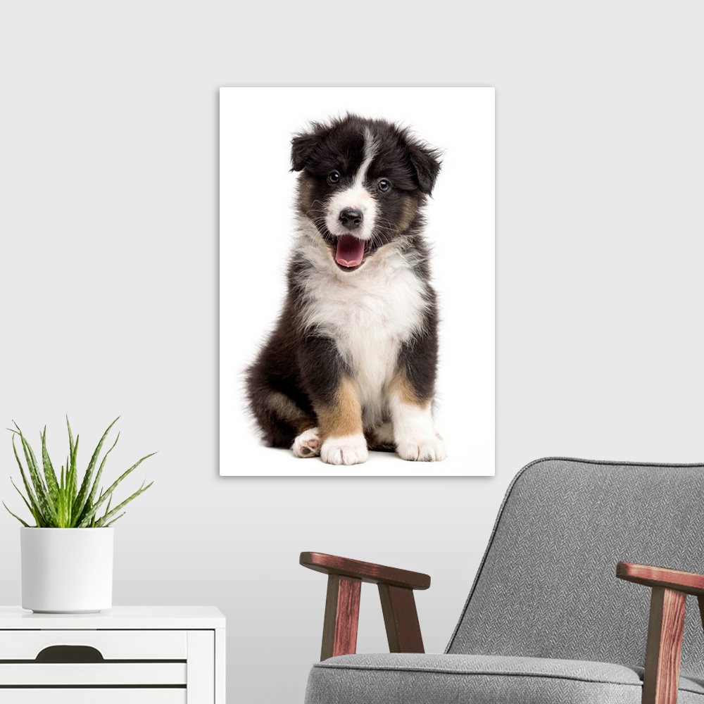 A modern room featuring Happy Australian Shepherd puppy sitting and looking at the camera