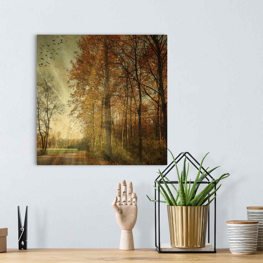 A bohemian room featuring Photograph of leaf covered path winding around bright fall forest with sun rays glowing in a bird...