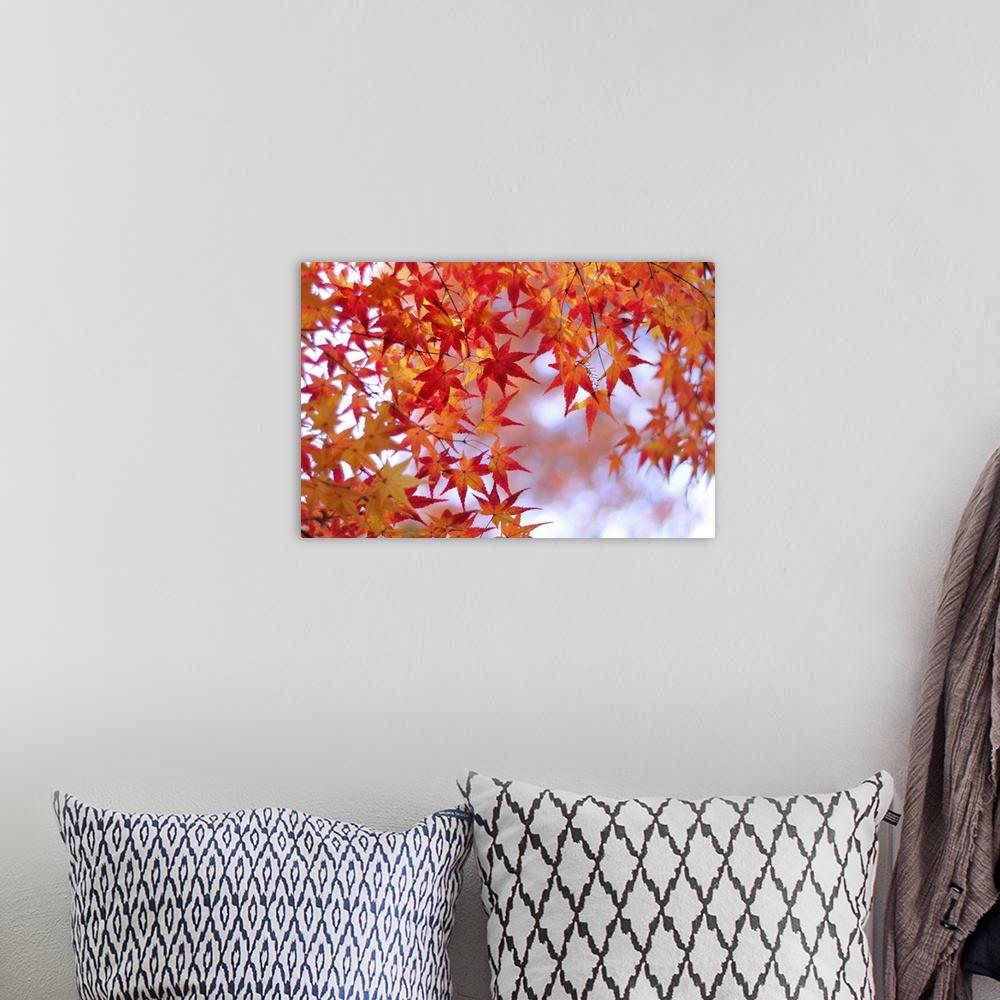 A bohemian room featuring Autumn leaves of Japanese maple, Kyoto.