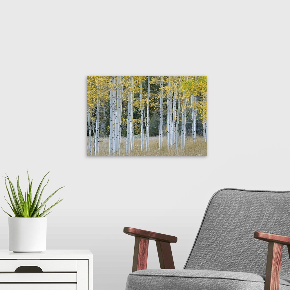 A modern room featuring Huge photograph shows a scattered group of aspen trees sitting within an open field of grass.  To...