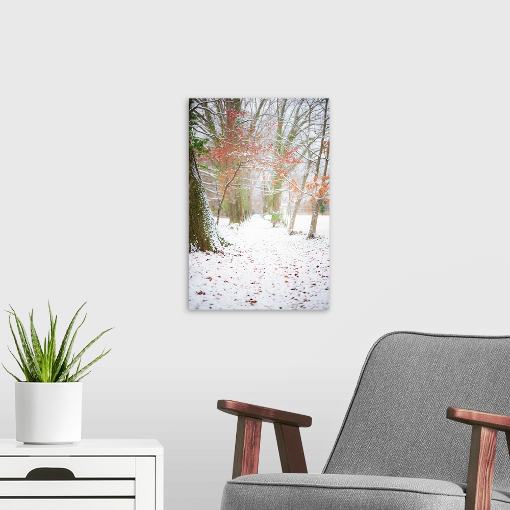 A modern room featuring Some red leaves in contrast with the white snow.