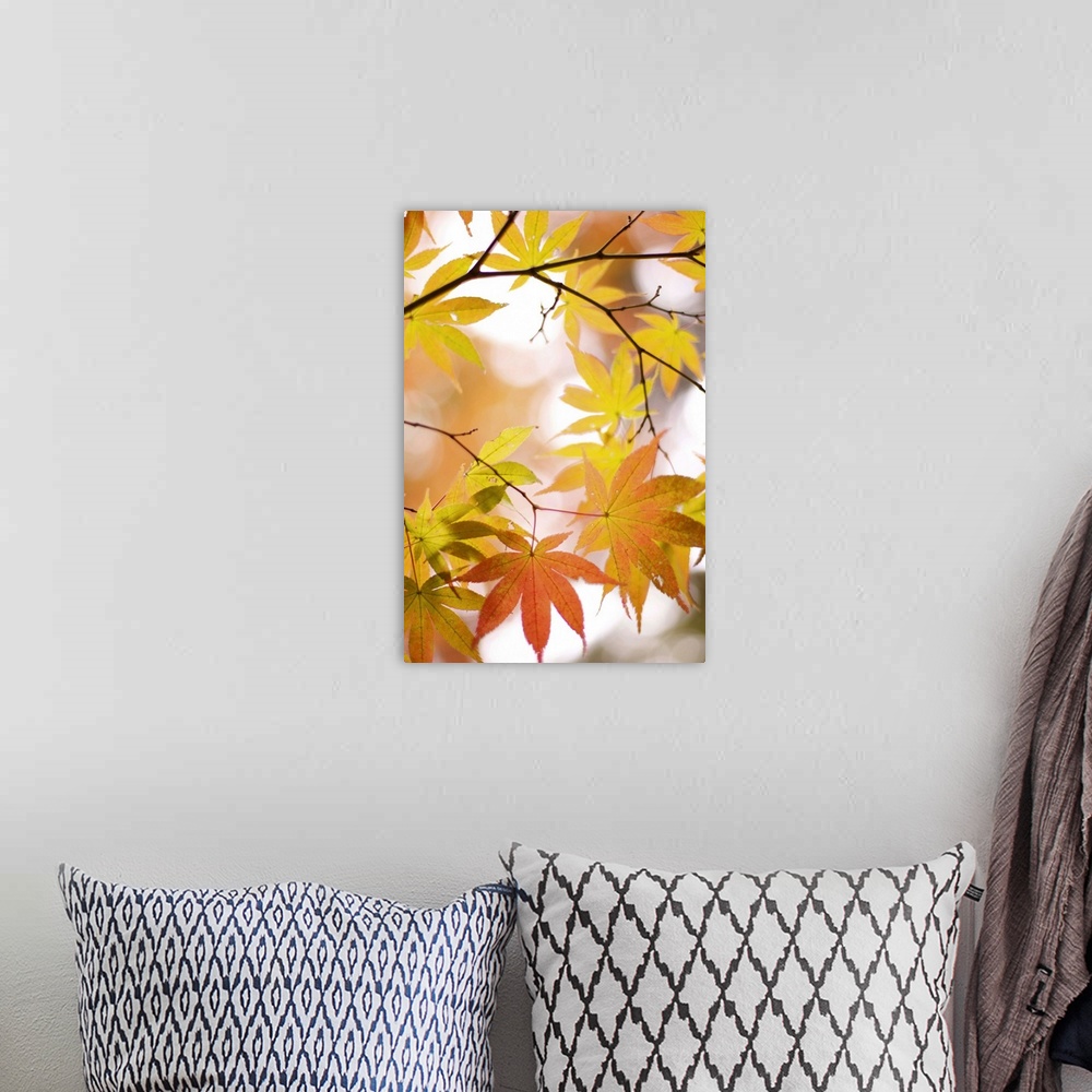 A bohemian room featuring Autumn leaves with blurred background.