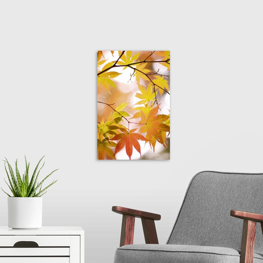 A modern room featuring Autumn leaves with blurred background.