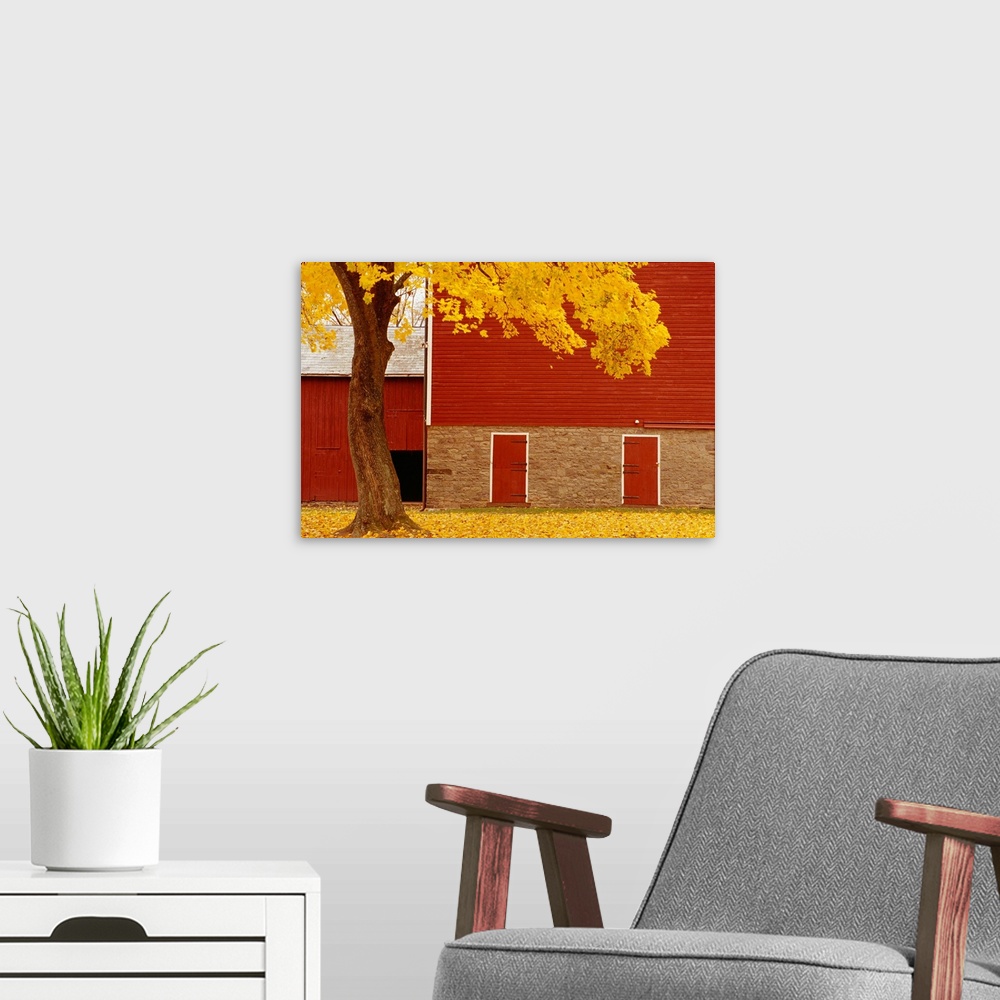 A modern room featuring Autumn Tree By Red Barn