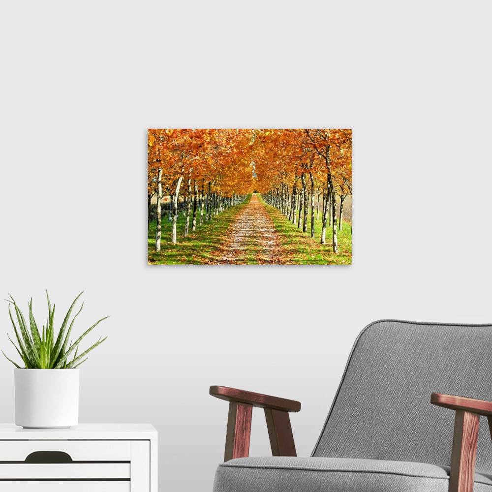 A modern room featuring Autumn tree with fallen leaves.