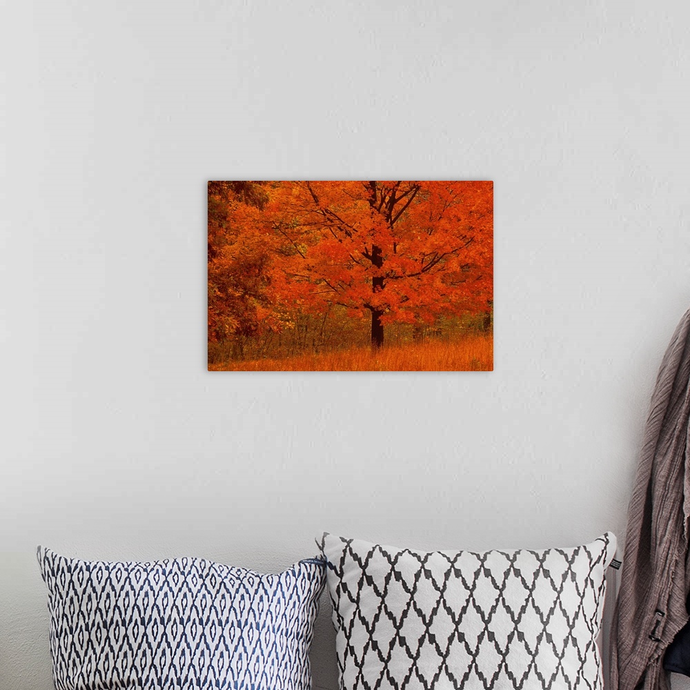 A bohemian room featuring Autumn tree with red foliage