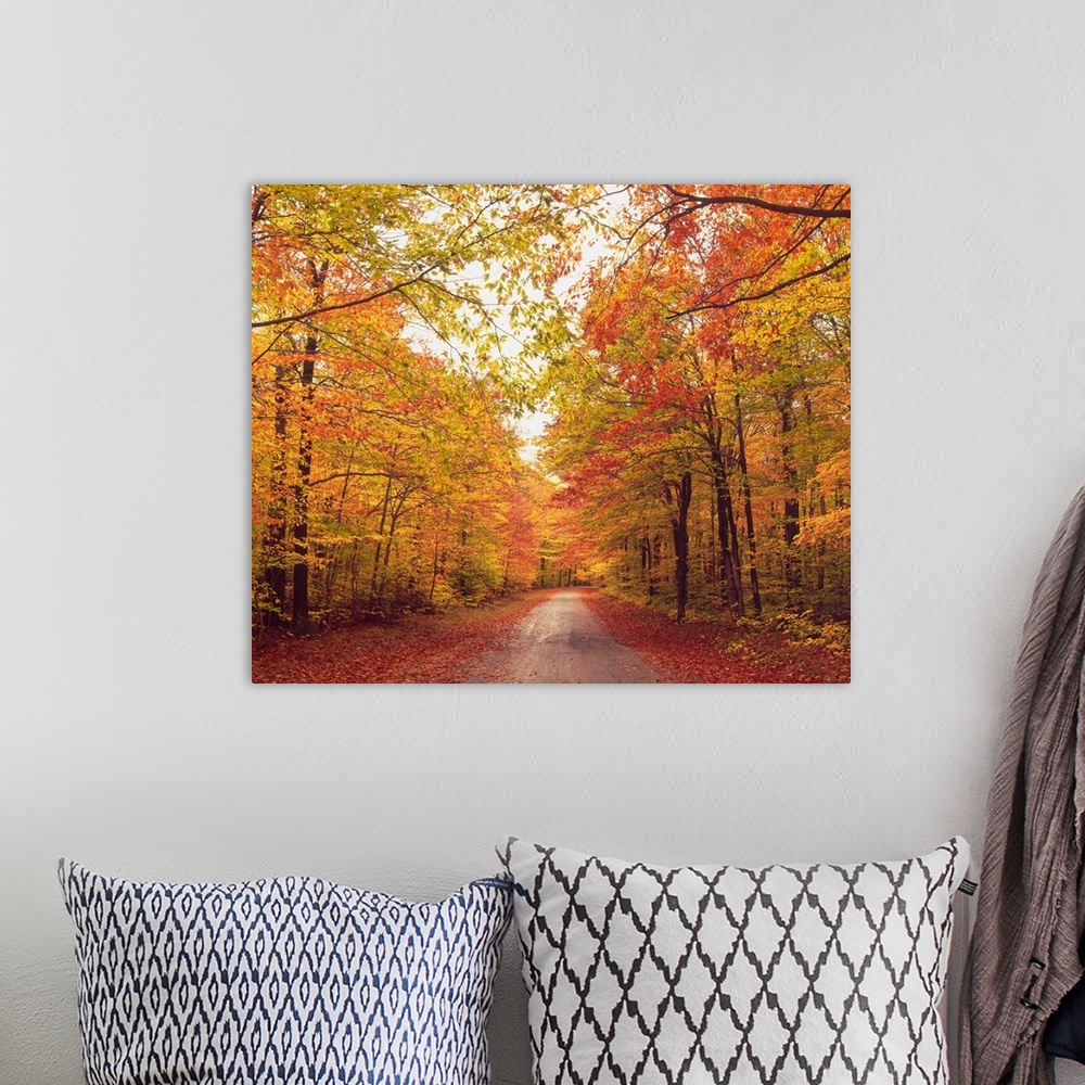 A bohemian room featuring Autumn Trees Over Dirt Path In Forest