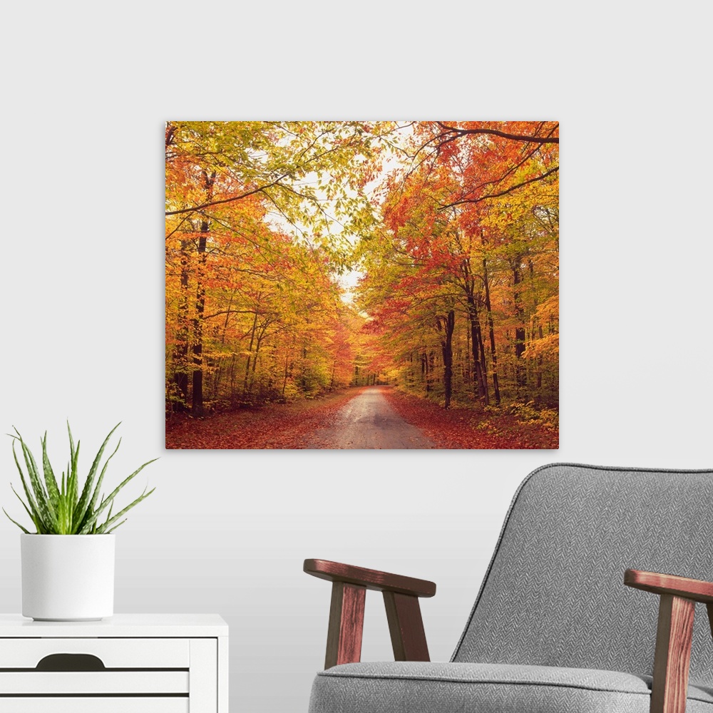 A modern room featuring Autumn Trees Over Dirt Path In Forest