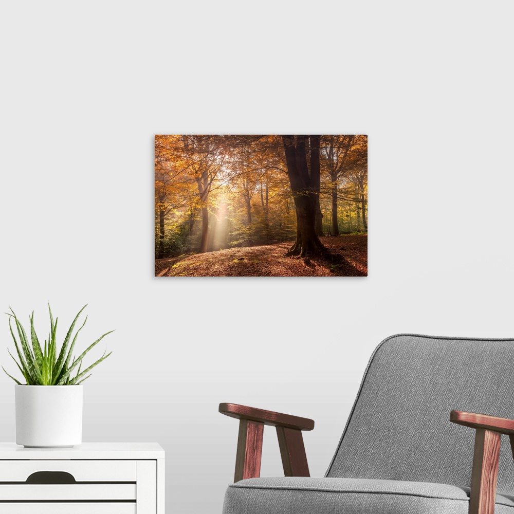 A modern room featuring Misty morning in an English woodland with light streaming between the trees over a bed of autumn ...