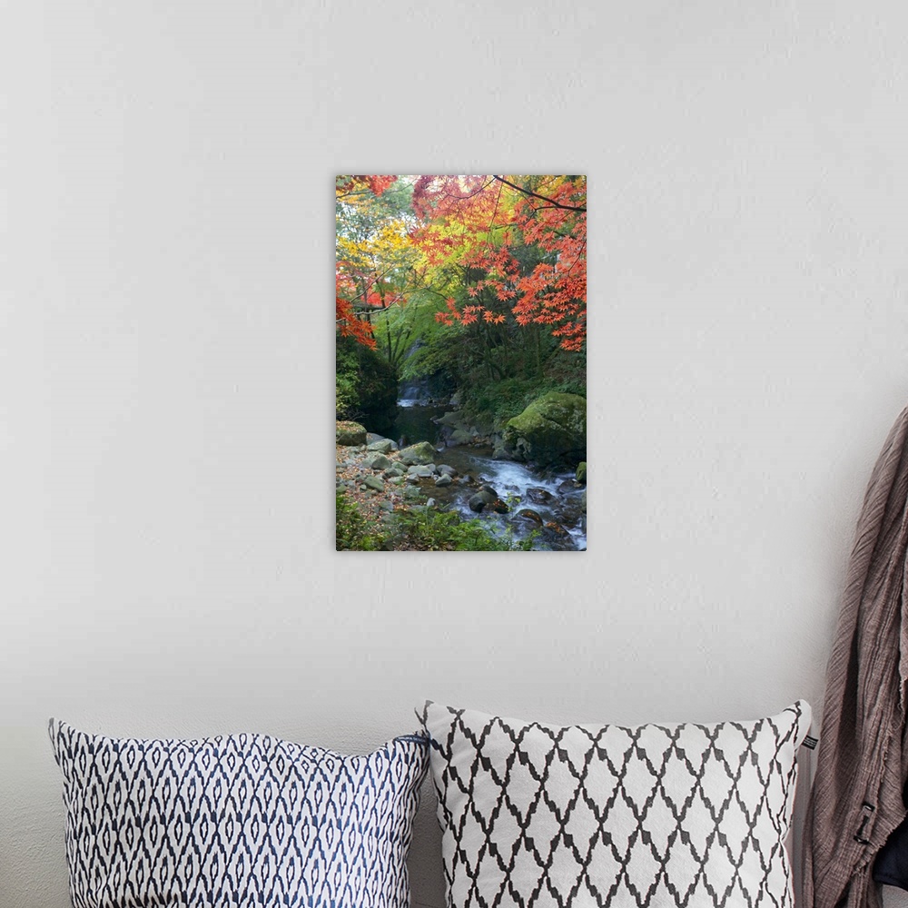 A bohemian room featuring Photograph of a forest in the fall with a peaceful stream running through it.