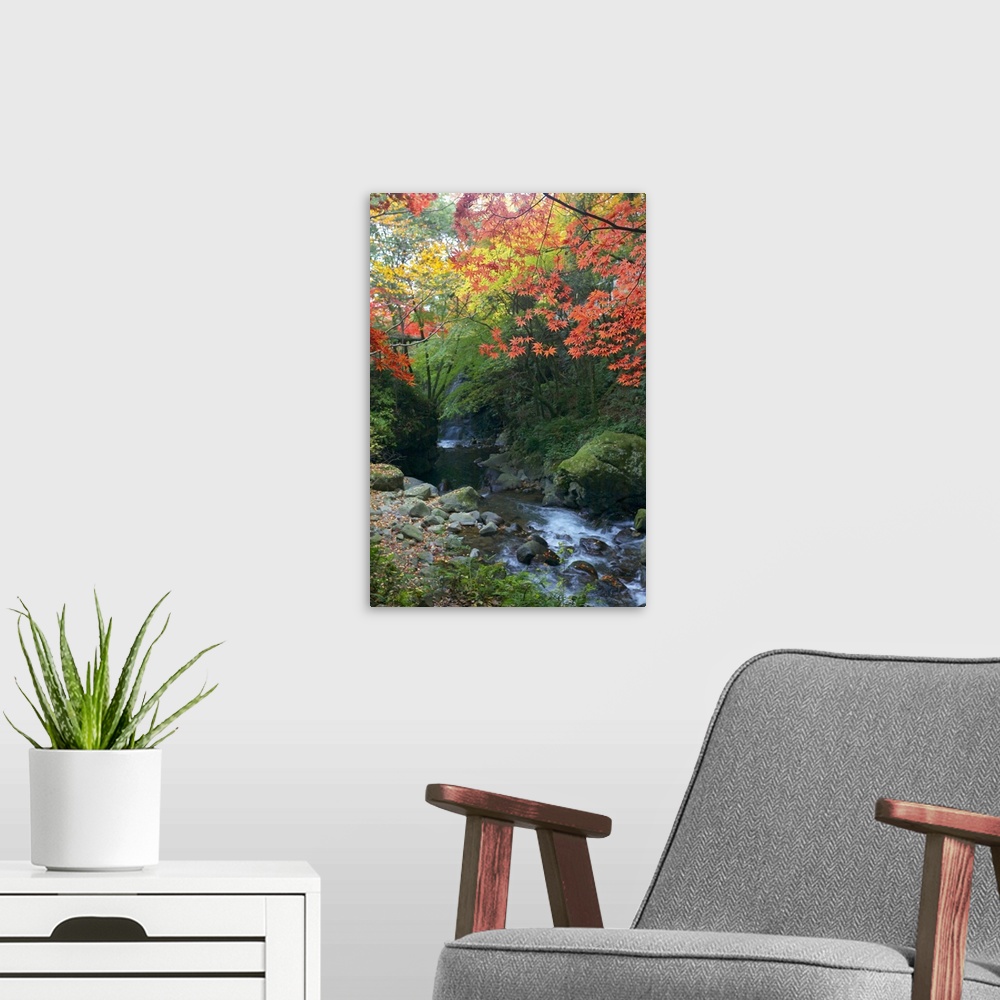 A modern room featuring Photograph of a forest in the fall with a peaceful stream running through it.