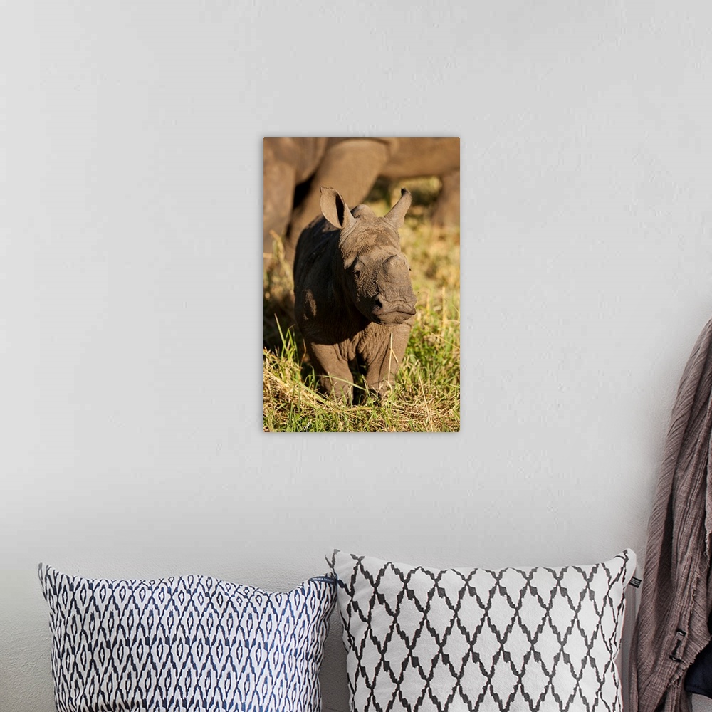 A bohemian room featuring South Africa, Sabi Sands Game Reserve, Portrait of baby Black Rhinoceros (Diceros bicornis) stand...