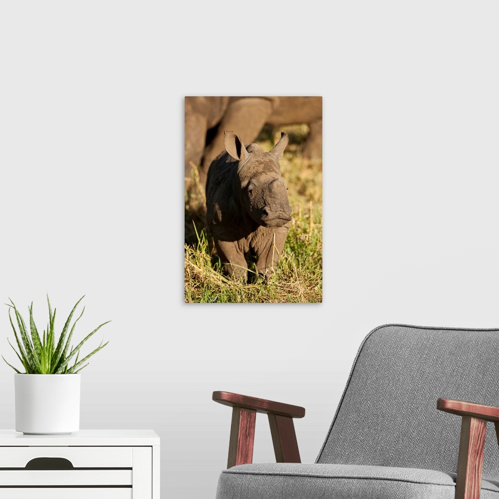 A modern room featuring South Africa, Sabi Sands Game Reserve, Portrait of baby Black Rhinoceros (Diceros bicornis) stand...
