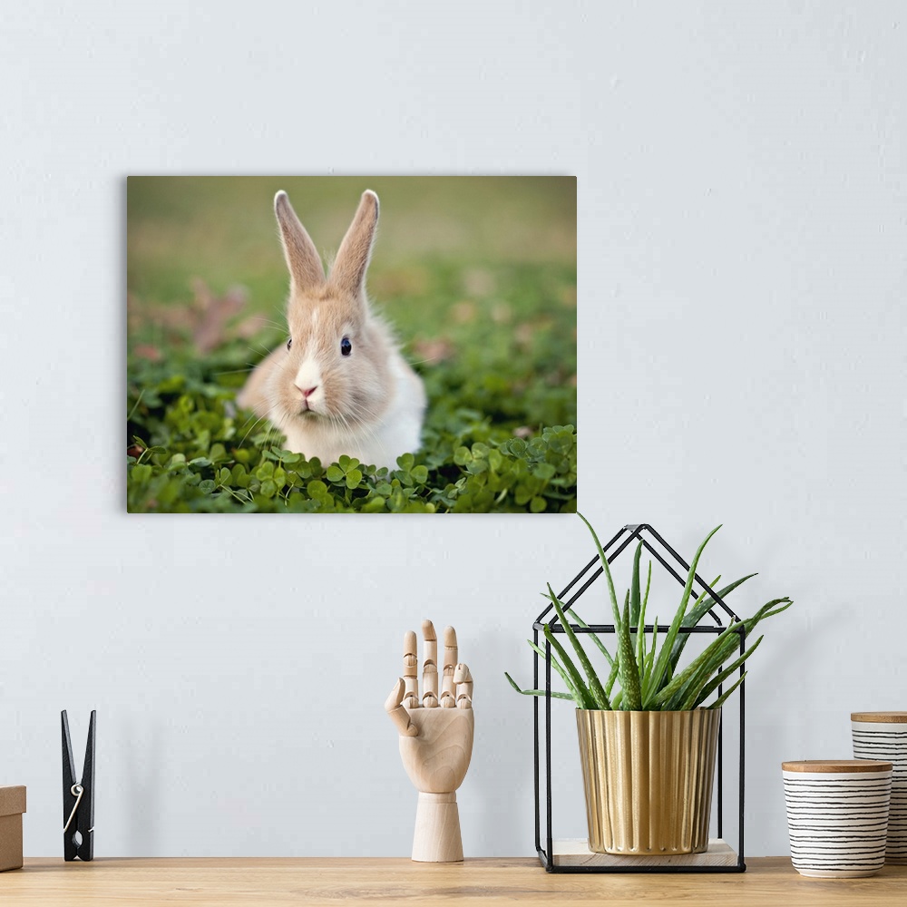 A bohemian room featuring Baby bunny in clover field.