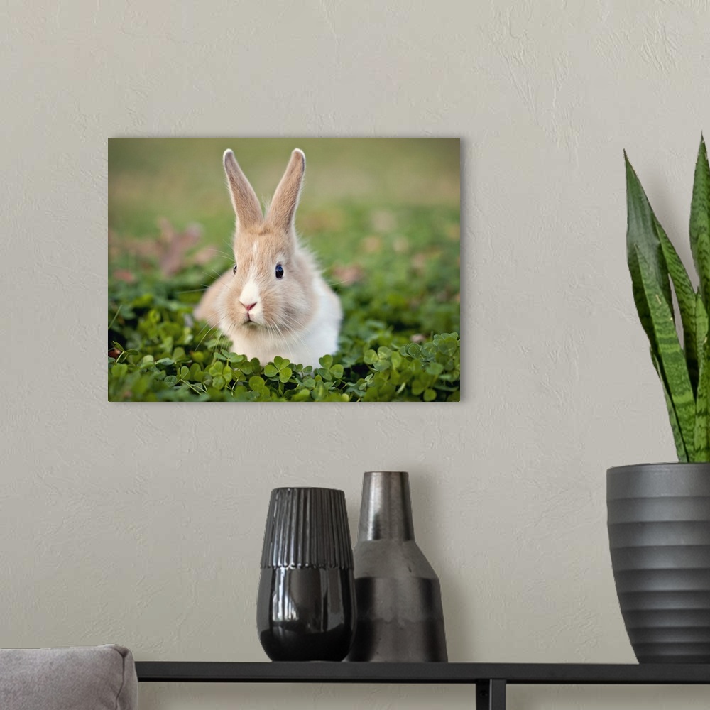 A modern room featuring Baby bunny in clover field.
