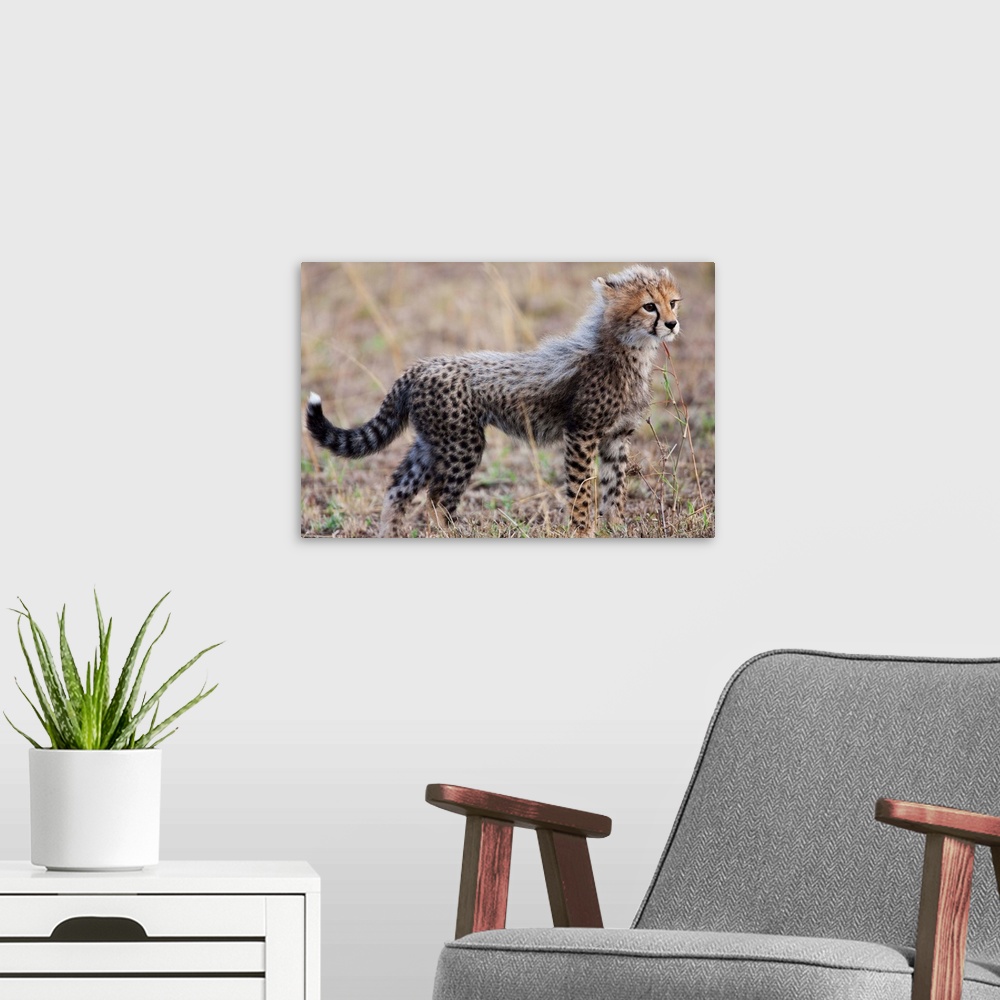 A modern room featuring Baby Cheetah In The Masai Mara Reserve Of Kenya Africa