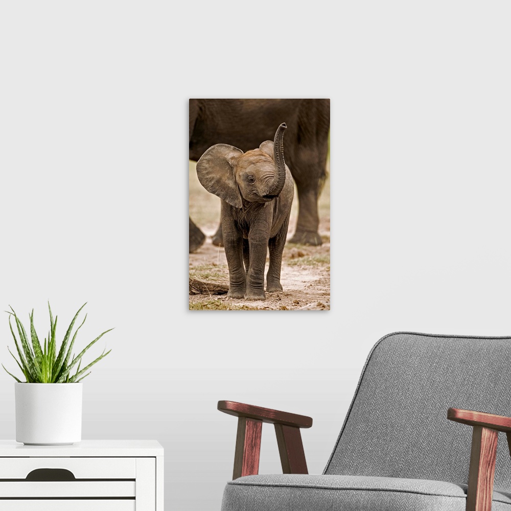 A modern room featuring Young calf using trunk to smell.