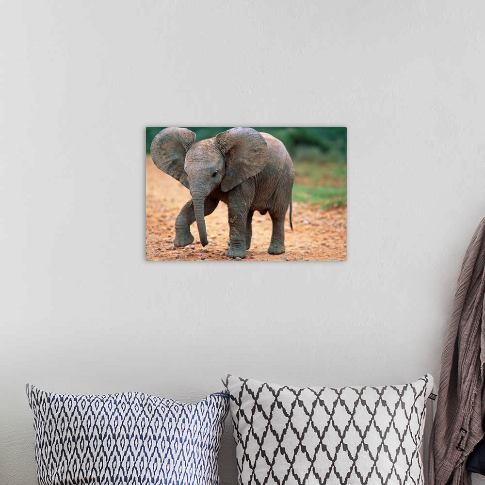 A bohemian room featuring Baby Elephant Walking