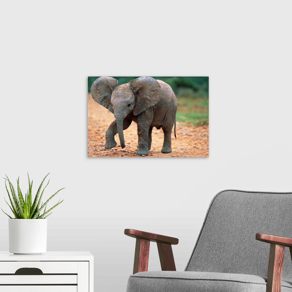 A modern room featuring Baby Elephant Walking