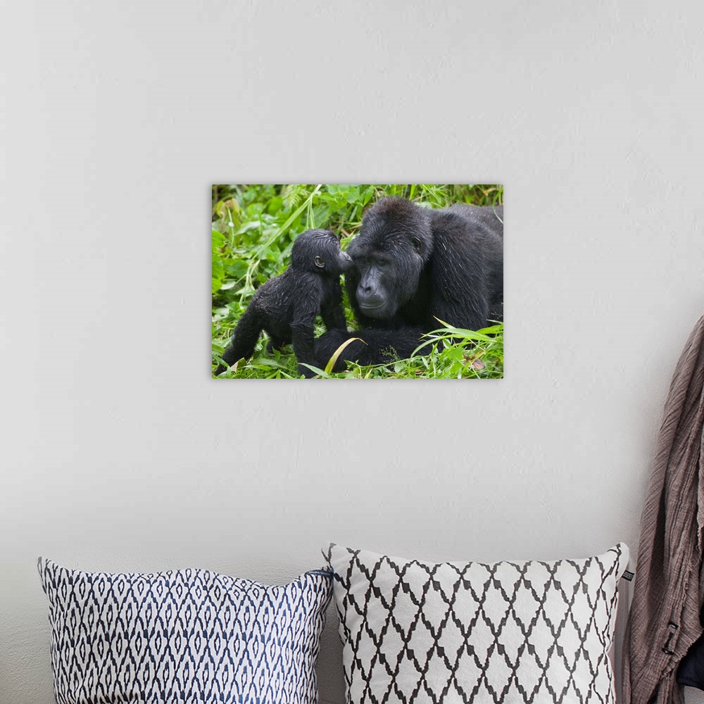 A bohemian room featuring Baby Gorilla Kisses Silverback Male