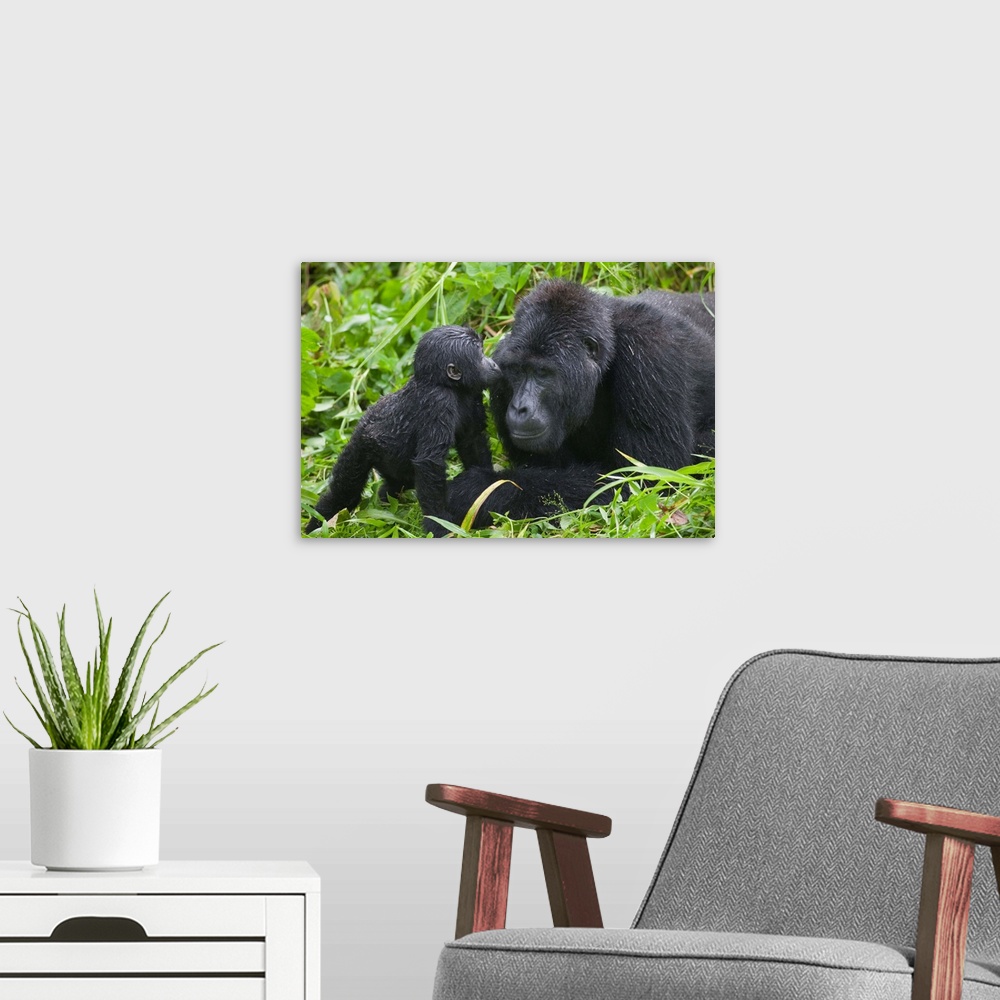 A modern room featuring Baby Gorilla Kisses Silverback Male