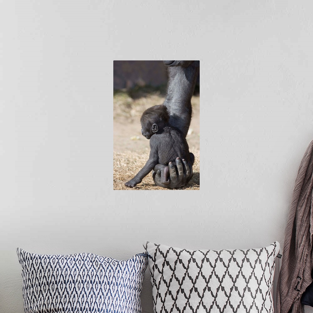 A bohemian room featuring Baby Gorilla Sitting On Mother'S Hand