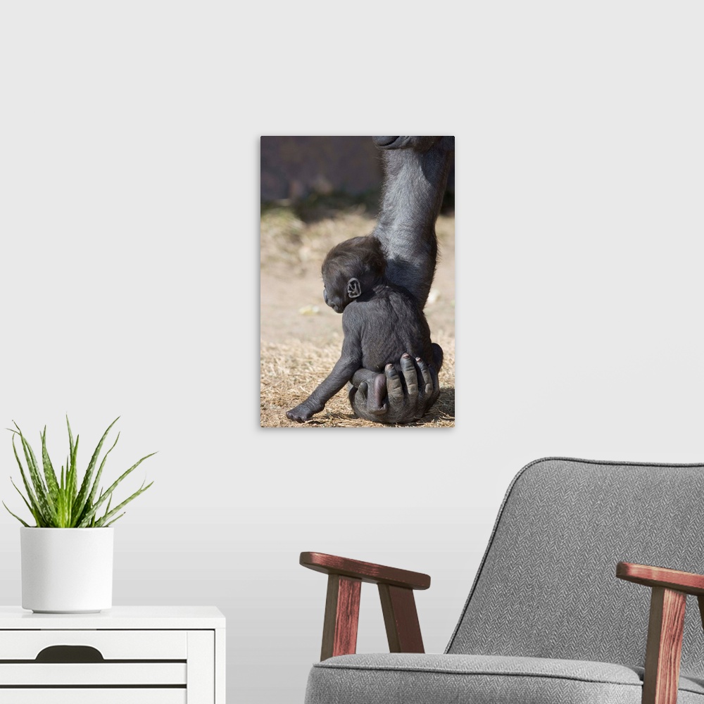 A modern room featuring Baby Gorilla Sitting On Mother'S Hand