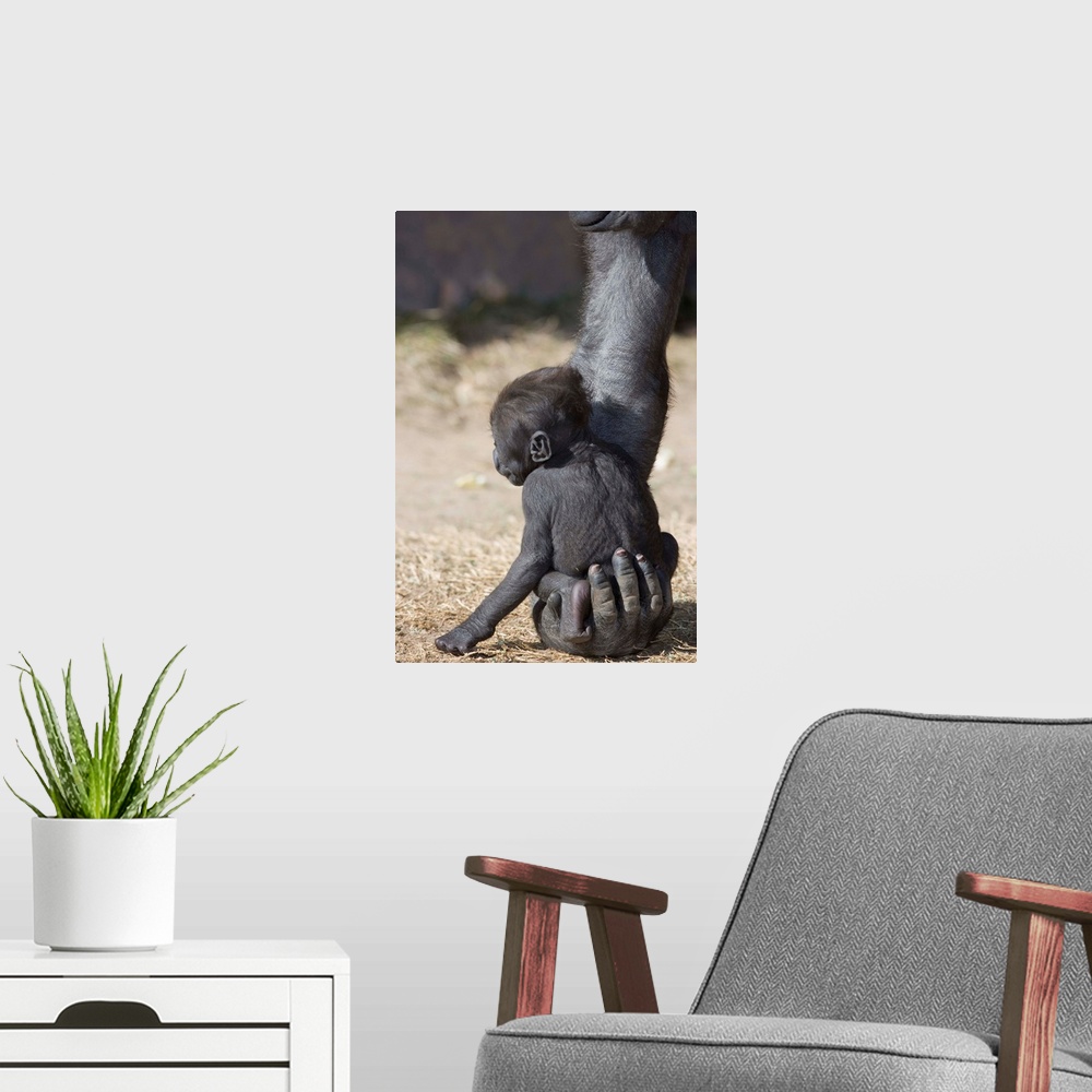 A modern room featuring Baby Gorilla Sitting On Mother'S Hand
