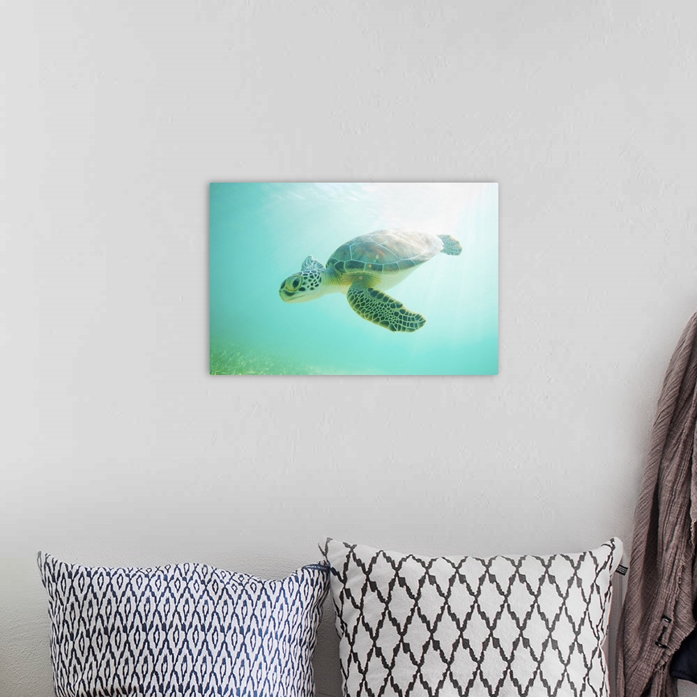 A bohemian room featuring Landscape, large, close up photograph of a young, green sea turtle swimming through clear blue wa...