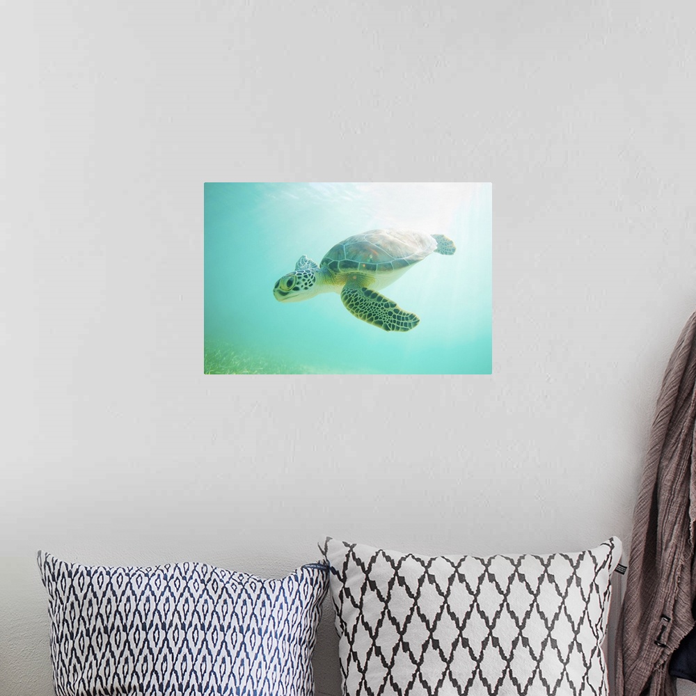 A bohemian room featuring Landscape, large, close up photograph of a young, green sea turtle swimming through clear blue wa...