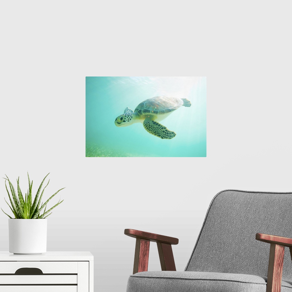 A modern room featuring Landscape, large, close up photograph of a young, green sea turtle swimming through clear blue wa...