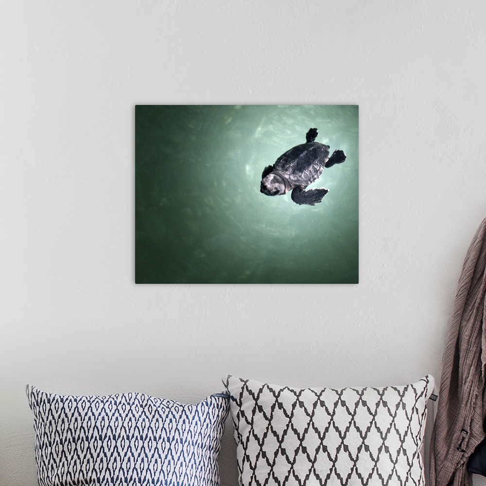 A bohemian room featuring Baby sea turtle swimming in sea.