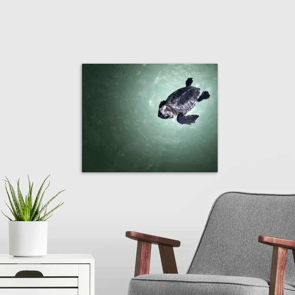 A modern room featuring Baby sea turtle swimming in sea.