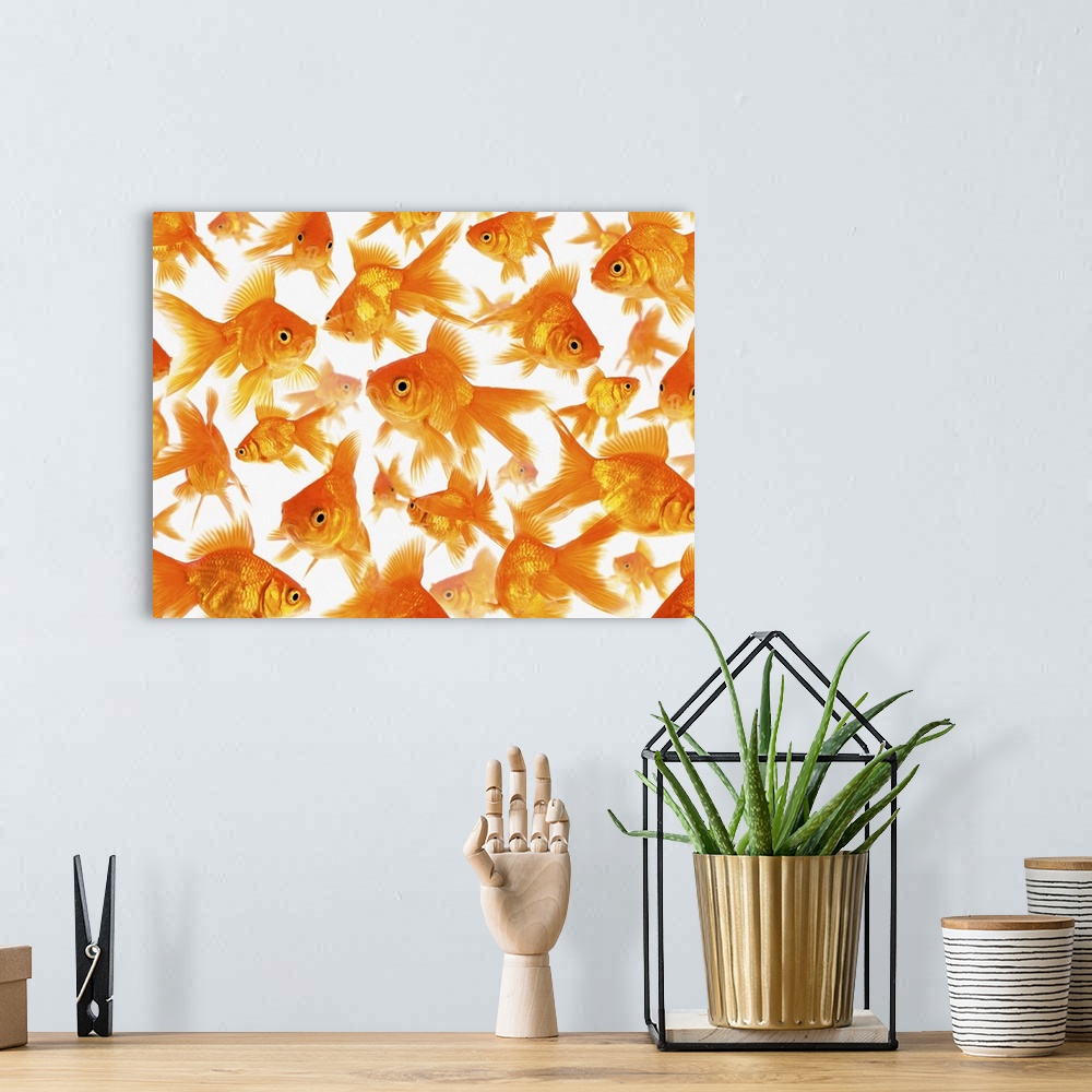 A bohemian room featuring Background Showing a Large Group of Goldfish