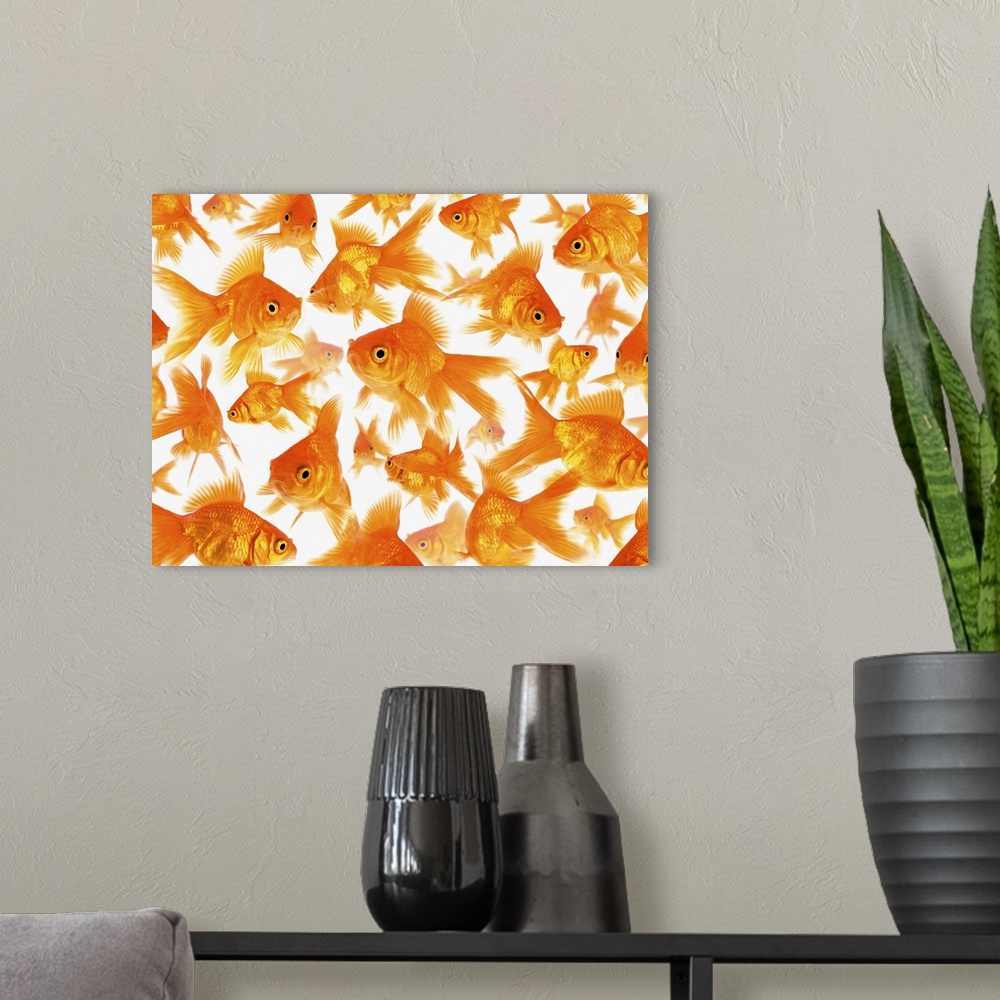 A modern room featuring Background Showing a Large Group of Goldfish